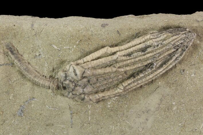 Crinoid (Abrotocrinus) Fossil - Crawfordsville, Indiana #94363